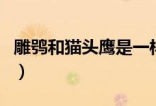 雕鸮和貓頭鷹是一樣嗎（雕鸮和貓頭鷹的區(qū)別）