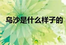 烏沙是什么樣子的（烏沙是一種什么東西）