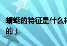 蜻蜓的特征是什么樣的（蜻蜓的特征是什么樣的）