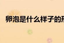 卵泡是什么樣子的形狀（卵泡是什么意思）