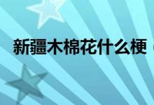 新疆木棉花什么梗（新疆彈棉花是什么梗）