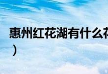 惠州紅花湖有什么花（惠州紅花湖有什么好玩）