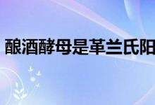 釀酒酵母是革蘭氏陽(yáng)性菌嗎（釀酒酵母是啥）