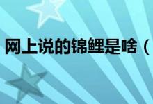 網(wǎng)上說的錦鯉是啥（網(wǎng)上說的錦鯉是什么梗）