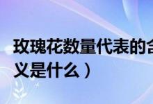 玫瑰花數(shù)量代表的含義（玫瑰花數(shù)量代表的含義是什么）