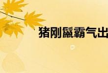 豬剛鬣霸氣出場(chǎng)（豬剛鬣是誰(shuí)）