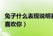 兔子什么表現(xiàn)說(shuō)明喜歡你（兔子什么表現(xiàn)說(shuō)明喜歡你）