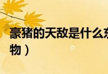 豪豬的天敵是什么東西（豪豬的天敵是什么動(dòng)物）