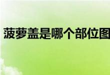 菠蘿蓋是哪個(gè)部位圖片（菠蘿蓋是哪個(gè)部位）
