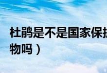杜鵑是不是國家保護(hù)動物（走鵑是國家保護(hù)動物嗎）
