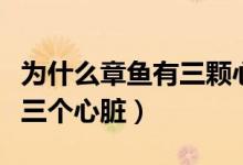 為什么章魚有三顆心九個大腦（為什么章魚有三個心臟）