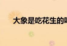 大象是吃花生的嗎（大象是吃什么的）