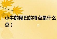 小牛的尾巴的特點(diǎn)是什么（小牛小馬和兔子的尾巴有什么特點(diǎn)）