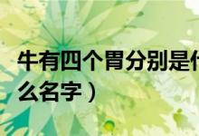 牛有四個胃分別是什么（牛有四個胃分別是什么名字）