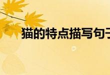 貓的特點描寫句子（貓的特點是什么）