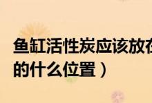 魚缸活性炭應(yīng)該放在哪里（活性炭應(yīng)放在魚缸的什么位置）