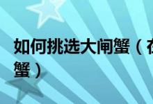 如何挑選大閘蟹（在市場如何挑選優(yōu)質的大閘蟹）
