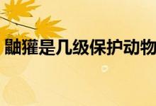 鼬獾是幾級保護動物（鼬獾是幾級保護動物）