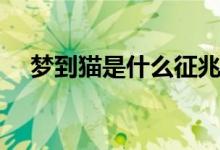 夢(mèng)到貓是什么征兆（夢(mèng)到貓預(yù)示著什么）