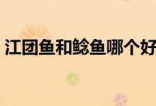 江團(tuán)魚和鯰魚哪個(gè)好（江團(tuán)魚和鯰魚的區(qū)別）