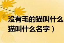 沒有毛的貓叫什么名字 斯芬克斯（沒有毛的貓叫什么名字）
