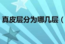 真皮層分為哪幾層（真皮層分為哪幾層作用）