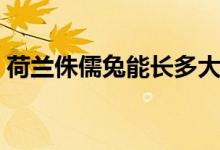 荷蘭侏儒兔能長多大（荷蘭侏儒兔能長多大）