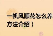 一帆風(fēng)順花怎么養(yǎng)水養(yǎng)（水養(yǎng) 一帆風(fēng)順花的方法介紹）