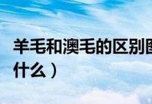 羊毛和澳毛的區(qū)別圖片（羊毛和澳毛的區(qū)別是什么）