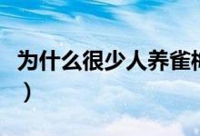 為什么很少人養(yǎng)雀梅（為什么很少人養(yǎng)雪納瑞）