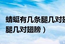 蜻蜓有幾條腿幾對(duì)翅膀幾對(duì)觸角（蜻蜓有幾條腿幾對(duì)翅膀）