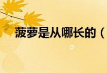 菠蘿是從哪長的（菠蘿是從哪長出來的）