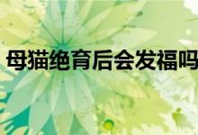 母貓絕育后會發(fā)福嗎（母貓絕育后會恨你嗎）