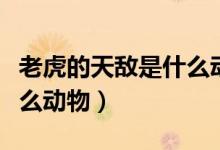 老虎的天敵是什么動(dòng)物圖片（老虎的天敵是什么動(dòng)物）