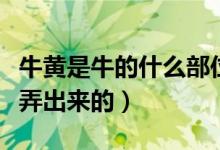 牛黃是牛的什么部位做的（牛黃是從牛的哪里弄出來的）