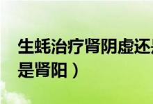 生蠔治療腎陰虛還是腎陽(yáng)虛?（生蠔補(bǔ)腎陰還是腎陽(yáng)）