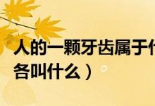 人的一顆牙齒屬于什么（人的牙齒每顆的名稱各叫什么）