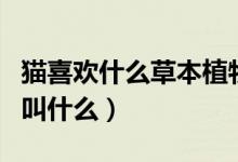 貓喜歡什么草本植物（貓咪很喜歡的一種植物叫什么）