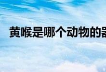 黃喉是哪個(gè)動(dòng)物的器官（黃喉是哪個(gè)部位）