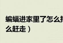 蝙蝠進(jìn)家里了怎么把它趕走（蝙蝠進(jìn)家里了怎么趕走）