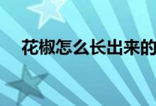 花椒怎么長出來的（花椒怎么長期保存）