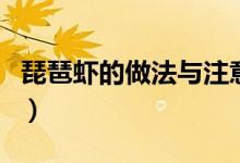 琵琶蝦的做法與注意事項（正宗琵琶蝦的做法）