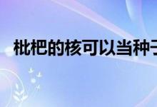 枇杷的核可以當(dāng)種子嗎（枇杷的核能吃嗎）