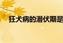 狂犬病的潛伏期是幾年（狂犬病的前兆）