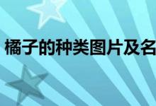 橘子的種類圖片及名稱（橘子的種類有幾種）