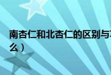 南杏仁和北杏仁的區(qū)別與功效（南杏仁和北杏仁的區(qū)別是什么）