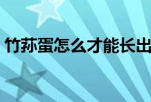 竹蓀蛋怎么才能長出來（竹蓀蛋怎么做好吃）