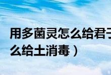 用多菌靈怎么給君子蘭根部消毒（用多菌靈怎么給土消毒）