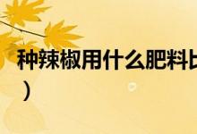 種辣椒用什么肥料比較好（種辣椒用什么肥料）