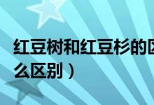 紅豆樹(shù)和紅豆杉的區(qū)別（紅豆樹(shù)和紅豆杉有什么區(qū)別）